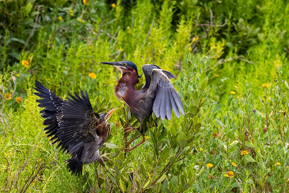 Green Heron-Butorides virescens-feeding time